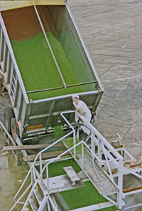 Consignment of peas