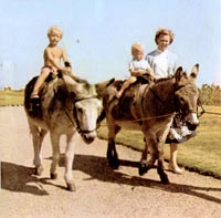Donkey ride